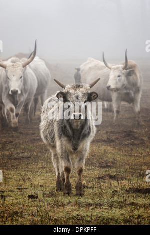 Junge ungarische grey Bull im nebligen Bereich Stockfoto