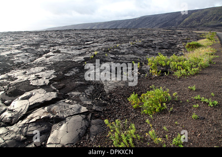 Eine alte erstarrter Lavafeld beginnt mit kleinen Pflanzen neu generieren, die in den Spalten zwischen den Lava wachsen. Stockfoto