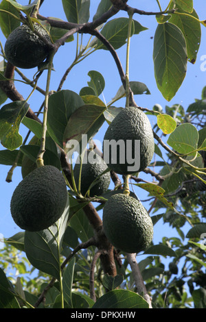 Die Avocado oder Alligator Pear wachsen in Hülle und Fülle auf einem Baum vor blauem Himmel Stockfoto