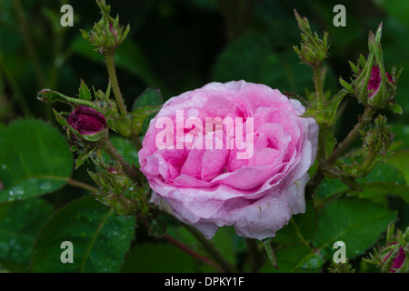 Rose 'Petite de Hollande' Stockfoto