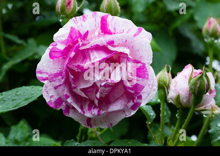 Rose "Gros Provins Panaché" Stockfoto