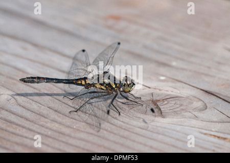 Schwarz-Darter (Sympetrum Danae). Männlich. Stockfoto