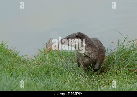 Otter (Lutra Lutra) aus einem Fluss. Dies ist ein Tier gefangen. Stockfoto