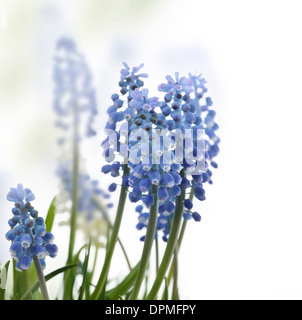 Muscari Blumen auf weißem Hintergrund Stockfoto