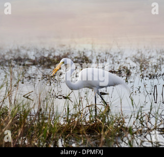 Silberreiher, Wandern In den Teich bei Sonnenuntergang Stockfoto