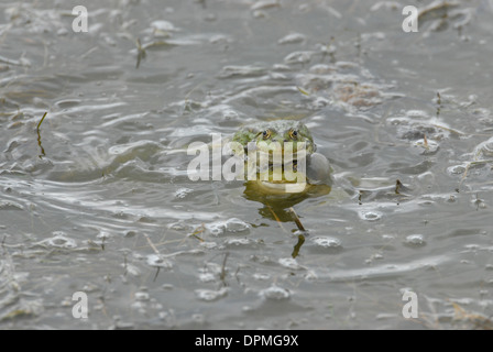 Seefrosch (Rana Ridibunda). In einer Paarung Raserei kletterte ein Männchen auf ein anderes Männchen, die weiterhin anrufen. Stockfoto