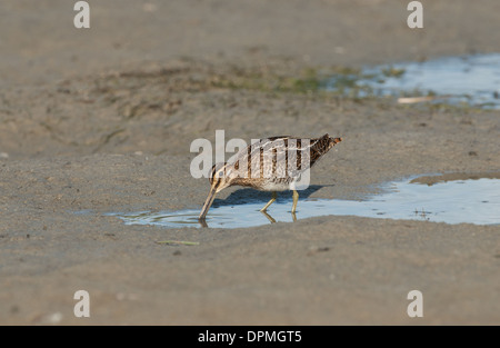 Snipe (Gallinago Gallinago) Futtersuche im Wattenmeer. Stockfoto