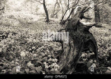 Bärlauch (Lösegeld) im Prioren Wood, Somerset, im Frühsommer Stockfoto