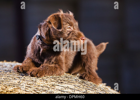 Ein 12 Wochen altes Schokolade Patterdale Terrier fotografiert auf einen Ballen Stroh auf dem Bauernhof. Stockfoto