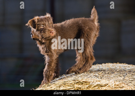 Ein 12 Wochen altes Schokolade Patterdale Terrier fotografiert auf einen Ballen Stroh auf dem Bauernhof. Stockfoto