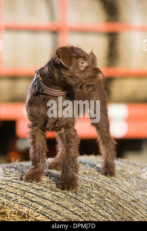 Ein 12 Wochen altes Schokolade Patterdale Terrier fotografiert auf einen Ballen Stroh auf dem Bauernhof. Stockfoto