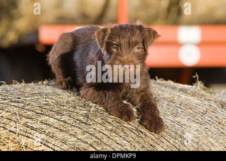 Ein 12 Wochen altes Schokolade Patterdale Terrier fotografiert auf einen Ballen Stroh auf dem Bauernhof. Stockfoto