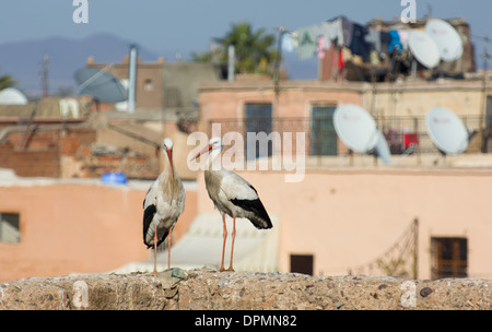 Weißstörche (Ciconia Ciconia) thront an der Wand des El-Badi-Palast, Marrakesch, Marokko Stockfoto