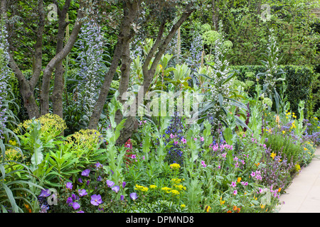 Chelsea Flower Show, 2013. Arthritis-Forschung-Garten. Echiums in natürliche Grenze Stockfoto