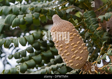 Stier, riesige Banksia, Banksia Grandis, Banksia, Kegel, Stockfoto