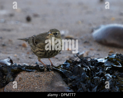 Rock Pieper, Anthus Petrosus am Ufer des Meeres, Cornwall, UK Stockfoto