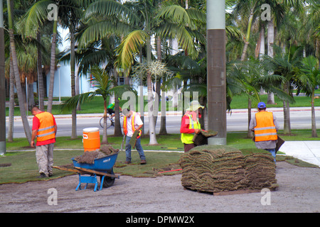 Miami Beach, Florida, Landschaftsbau, Crew, Arbeiter, hispanischer Mann, Männer, Sod, Gras, Liegen, neu, FL131231090 Stockfoto