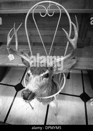Hirschkopf mit Preisschild in einer Garage oder Second Hand Verkauf Stockfoto