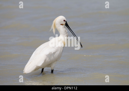 Platalea Leucorodia gemeinsame Löffler eurasische Löffler Loeffler Stockfoto