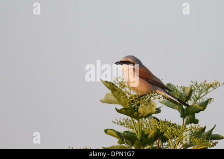 Neuntoeter Red backed Shrike Neuntöter Lanius collurio Stockfoto