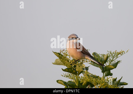 Neuntoeter Red backed Shrike Neuntöter Lanius collurio Stockfoto