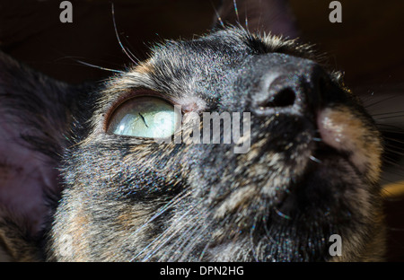 Schöne Nahaufnahme Portrait einer orientalische Katze. Stockfoto