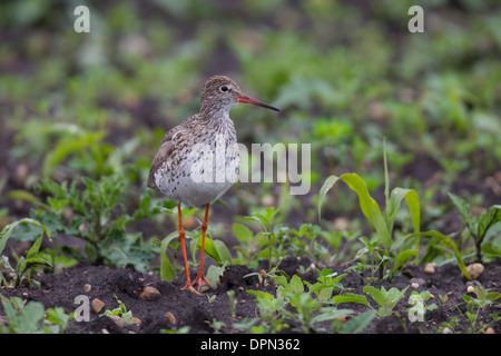 Tringa Totanus gemeinsame Rotschenkel Rotschenkel Stockfoto