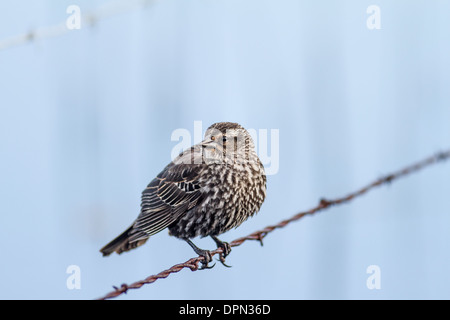 Rotschulterstärling (Agelaius Phoeniceus) weiblich. Gehockt Zaunleitung, Cattleman es Slough, Alberta, Kanada Stockfoto