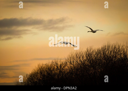 Zwei Schwäne fliegen bei Sonnenaufgang am Weihnachtsmorgen am Shapwick Heath, Somerset, 25. Dezember 2013. Stockfoto