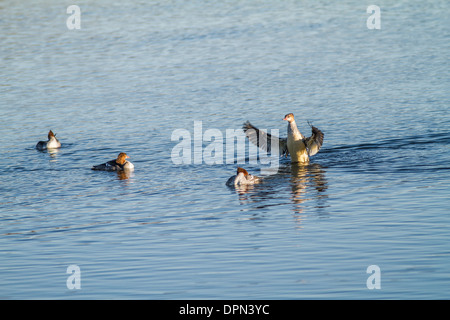 Gemeinsamen Prototyp weibliche (Mergus Prototyp) Weibchen füttern und Trocknung Flügel am Bow River bei Johnson Insel, Alberta, Kanada Stockfoto