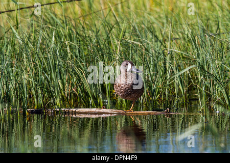 Blue-winged Teal männlichen (Anas Discors) auf Log in Slough unter der grünen Vegitation mit Spiegelung im Wasser stehen. Stockfoto