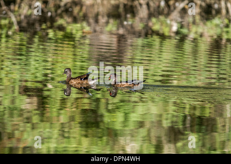 Brautente (Aix Sponsa) männliche und weibliche Brautente, Schwimmen, zeigt es gespiegelt Reflexionen. Stockfoto