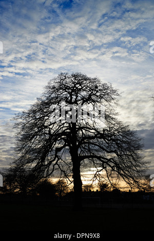 Sillouetted Bäume in Ruskin Park, Dänemark Hill, Lambeth, London, UK Stockfoto