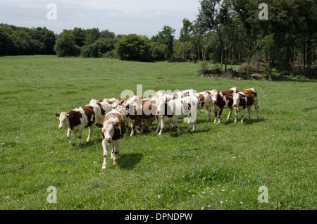Eine Kuhherde braune und weiße nähert sich der Fotograf in einem Feld im "Le Jura" von Frankreich im Sommer. Stockfoto