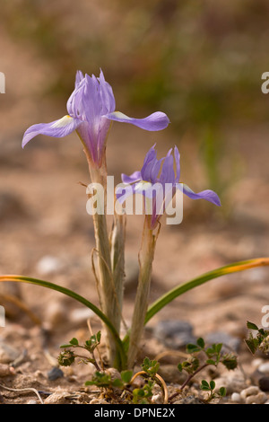 Ein Zwerg Iris, Barbary Nuss, Moraea Sisyrinchium blüht im Frühjahr; Sardinien, Italien. Stockfoto