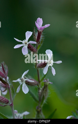 Kleine Blumen Leimkraut Silene Gallica in Blüte Stockfoto