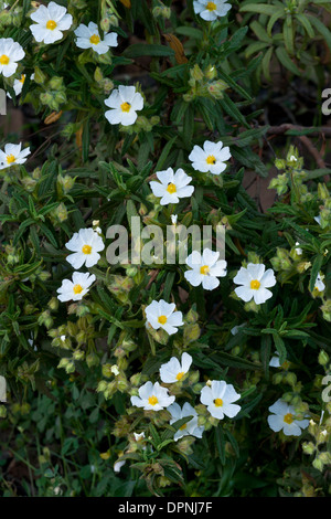 Montpellier-Zistrose, Cistus Monspeliensis in Blüte, mediterrane Garrigue, Sardinien. Stockfoto