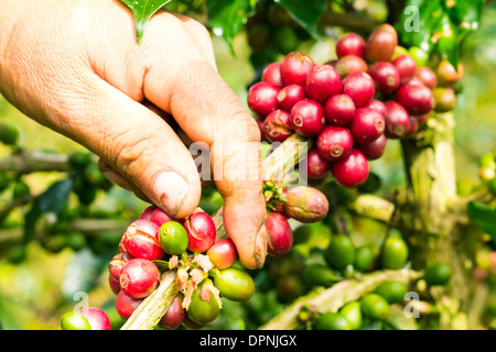 Nahaufnahme eines Arbeiters Kaffee von Hand einzeln auswählen nur die reifen Beeren zu ernten Stockfoto