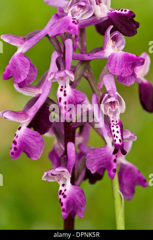 Lange-angespornt Orchidee, Anacamptis Longicornu = Orchis Longicornu, Sardinien, Italien. Stockfoto