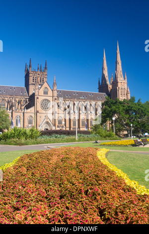 Str. Marys römisch-katholische Kathedrale vom Hyde Park entfernt die Domain Sydney New South Wales New South Wales Australien Stockfoto