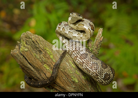 Schwarze Ratte Schlange, bieten Obsoletus, (Panteropsis Obsoletus), juvenile, Pennsylvania Stockfoto