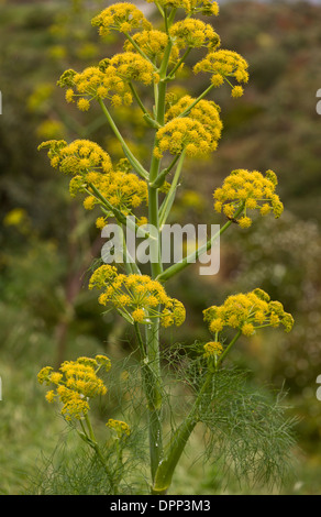 Riesigen Fenchel, Ferula Communis in Blüte, Sardinien. Stockfoto