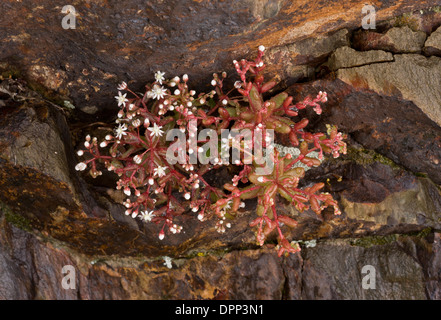 Blaue Fetthenne, Sedum Caeruleum - jährliche Mauerpfeffer auf Felsen, Sardinien. Stockfoto