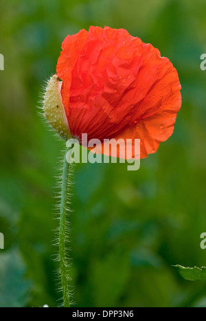 Gemeinsamen Mohn, Papaver Rhoeas mit Knospen öffnen und Kelchblätter fallen. Stockfoto