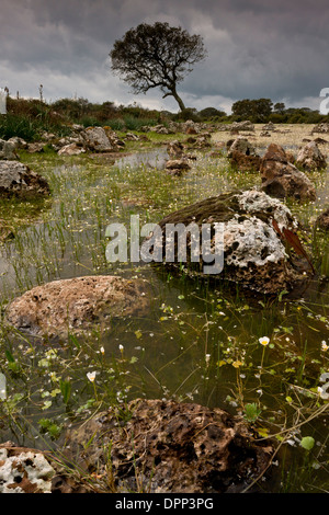 Flache Natursee oder Pauli, mit Wasser Crowfoot auf den Basalt Hochplateau der Giara di Gesturi, Sardinien, Italien. Stockfoto