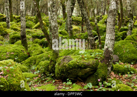 Felsigen offen moosigen Wald mit Cyclamen Repandum auf den Basalt Hochplateau der Giara di Gesturi, Sardinien, Italien. Stockfoto