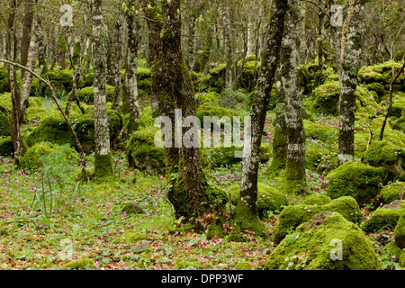 Felsigen offenen Waldgebiet mit Cyclamen Repandum auf den Basalt Hochplateau der Giara di Gesturi, Sardinien, Italien. Stockfoto