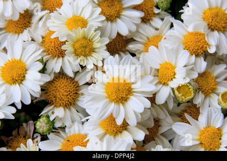 Eine Nahaufnahme von einem Topf voll mit weißen und gelben Mütter in voller Blüte. Stockfoto