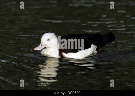 Molukkischen Radjah Brandgans (Tadorna Radjah Radjah). Aka - Black-backed Brandgans oder Burdekin Ente. Stockfoto