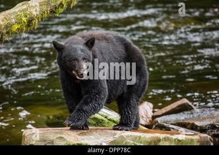 Schwarzen Bären in Alaska, USA Stockfoto